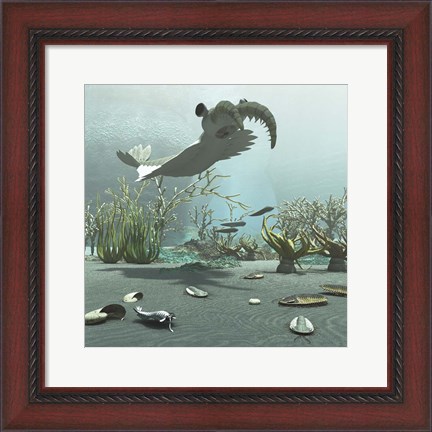 Framed Animals And Floral Life From The Burgess Shale Formation Of The Cambrian Period Print