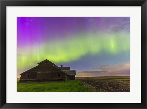 Framed Purple Aurora over an old barn, Alberta, Canada Print