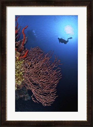 Framed Gorgonian sea fan, Cayman Islands Print