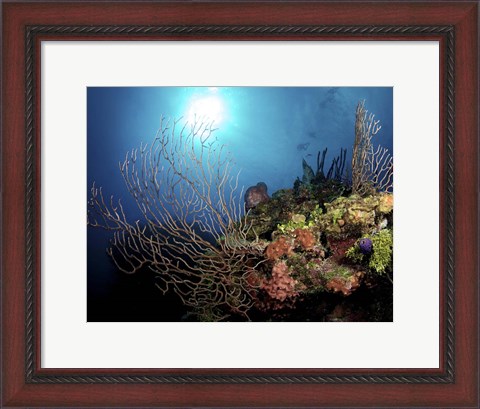 Framed Gorgonian Sea Fans on Cayman&#39;s North Wall, Grand Cayman Print