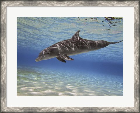 Framed Bottlenose dolphin swimming the Barrier Reef, Grand Cayman Print