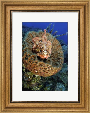 Framed Scorpionfish hiding in a barrel sponge Print