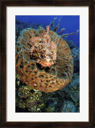 Framed Scorpionfish hiding in a barrel sponge Print