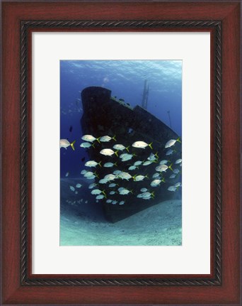 Framed School of horse-eye jack fish swmming by the Ray of Hope shipwreck Print