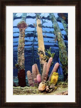 Framed Tube sponges on the Wreck of the Willaurie, Nassau, The Bahamas Print