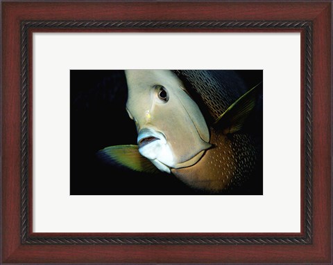 Framed Close-up view of a Gray Angelfish, Grand Cayman Print