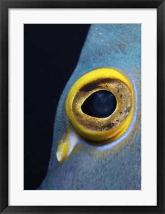Framed Close-up view of a French Angelfish eye Print