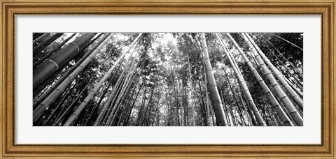 Framed Low angle view of bamboo trees, Arashiyama, Kyoto, Japan Print