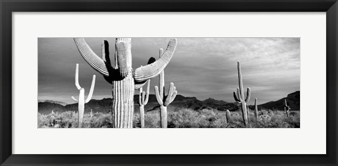Framed Arizona, Organ Pipe National Monument Print