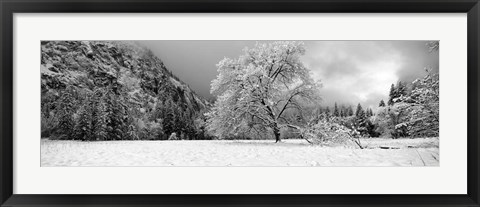 Framed Snow covered oak tree in a valley, Yosemite National Park, California Print