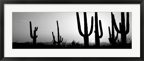 Framed Silhouette of Saguaro cacti, Saguaro National Park, Tucson, Arizona Print