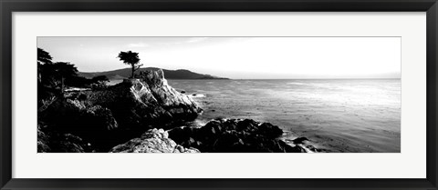 Framed Lone Cypress Tree, 17-Mile Drive, Carmel, California Print