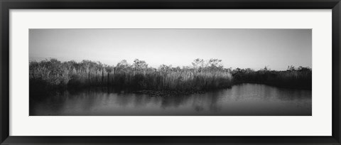 Framed Tall grass at the lakeside, Anhinga Trail, Everglades National Park, Florida Print