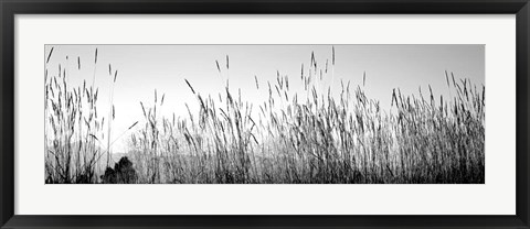 Framed Tall grass in a national park, Grand Teton National Park, Wyoming Print