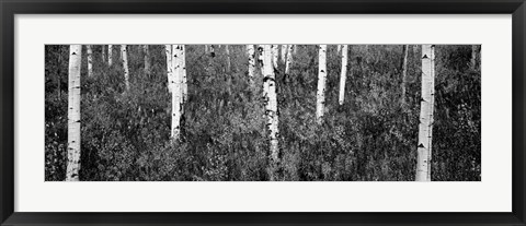 Framed Aspen trees in a forest, Shadow Mountain, Grand Teton National Park, Wyoming Print