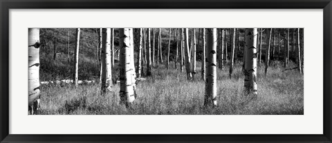 Framed Aspen trees growing in a forest, Grand Teton National Park, Wyoming Print