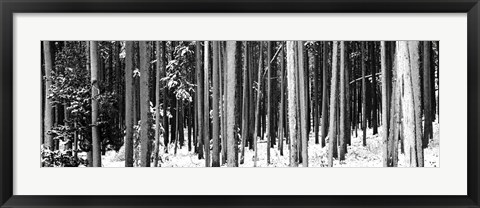 Framed Lodgepole Pines and Snow Grand Teton National Park WY BW Print
