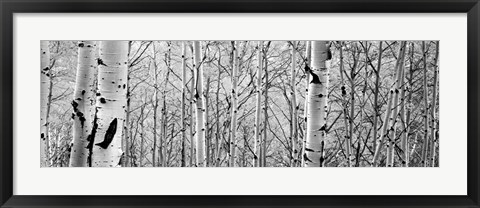 Framed Aspen trees in a forest BW Print