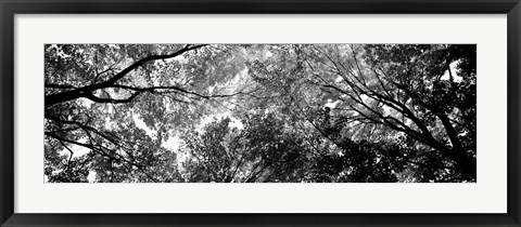 Framed Low angle view of trees BW Print