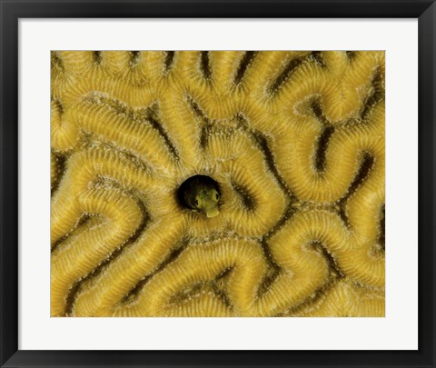 Framed Small blenny in brain coral, Curacao Print