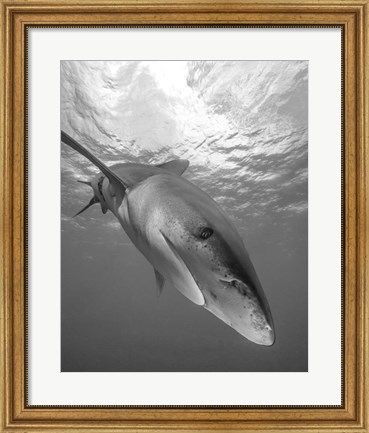 Framed Oceanic Whitetip Shark, Cat Island, Bahamas Print