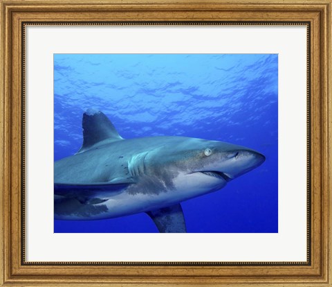 Framed Close-up side view of an Oceanic Whitetip Shark Print