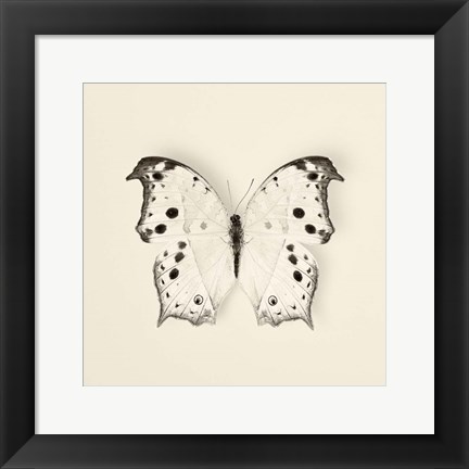 Framed Butterfly IV Print