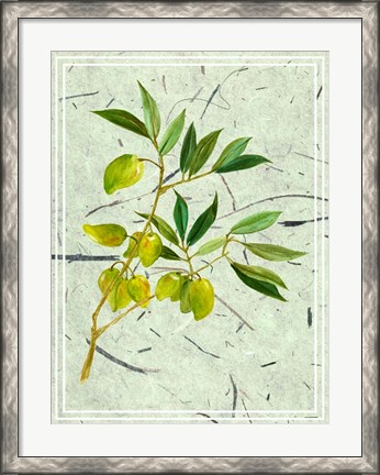 Framed Olives on Textured Paper II Print
