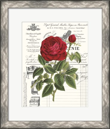 Framed Heirloom Roses B Print