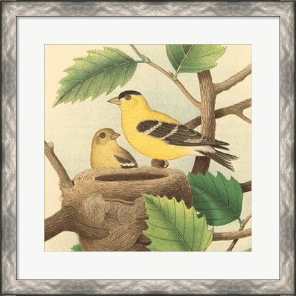 Framed Goldfinch &amp; Warbler A Print