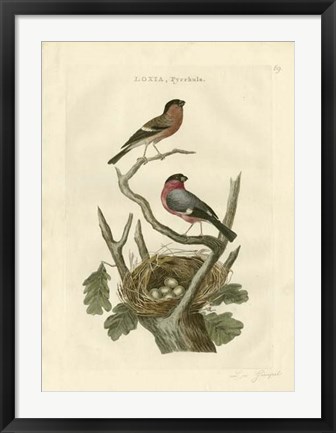Framed Nozeman Birds &amp; Nests  I Print