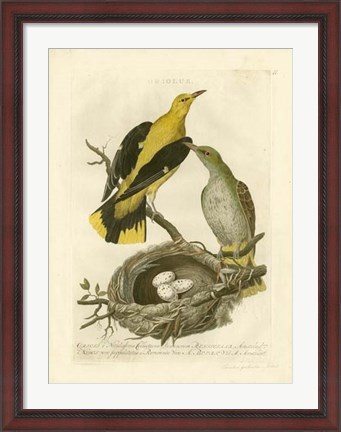 Framed Nozeman Birds &amp; Nests  II Print