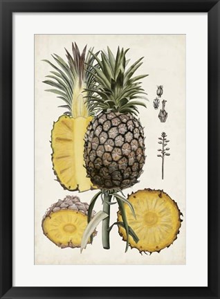 Framed Pineapple Botanical Study II Print