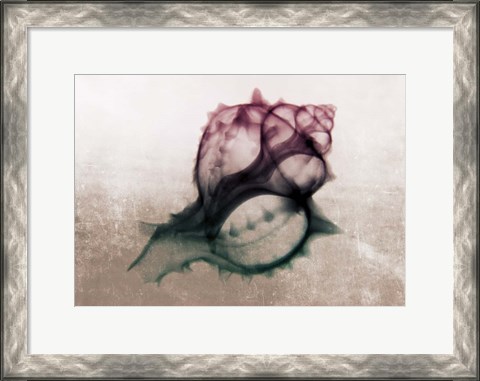 Framed Ombre Sea Shell X-Ray Print