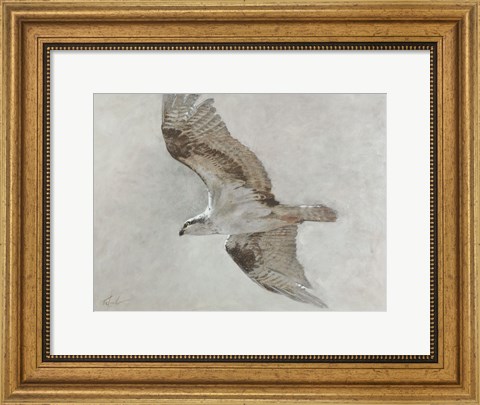 Framed Searching Osprey Print