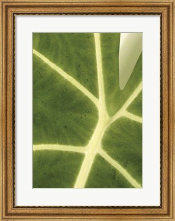 Framed Tropical Veins Print