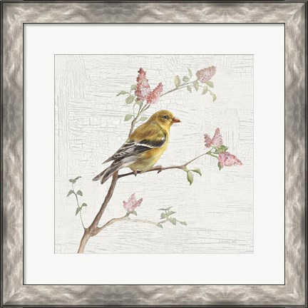Framed Female Goldfinch Vintage Print