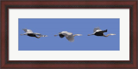 Framed Three Great Blue Herons Print