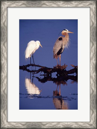 Framed Great Egret and Great Blue Heron on a Log in Morning Light Print