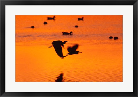 Framed Great Blue Herons Flying at Sunset Print
