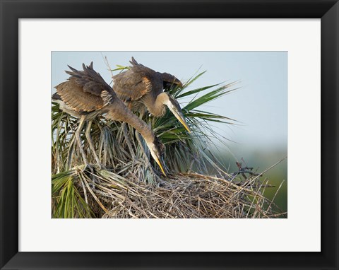 Framed Great Blue Heron chicks in nest looking for bugs, Florida Print