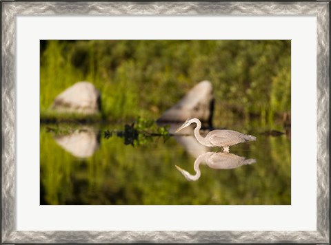 Framed Great Blue Heron Feeds in Katahdin Lake, Maine, Print