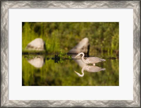 Framed Great Blue Heron Feeds in Katahdin Lake, Maine, Print