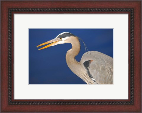 Framed Great Blue Heron bird, Commonwealth Lake Park, Beaverton, Oregon Print