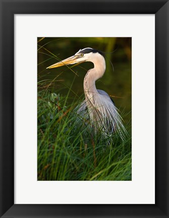 Framed Great Blue Heron, stalking prey in wetland, Texas Print