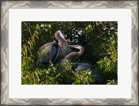 Framed Great Blue Heron, pair in habitat, Texas Print