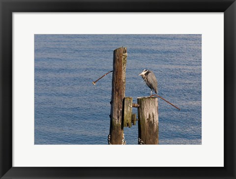 Framed WA, Seattle, Great Blue Heron bird, Elliott Bay Print