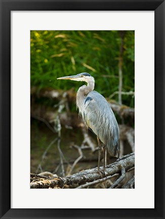 Framed Washington State, Great Blue Heron Print