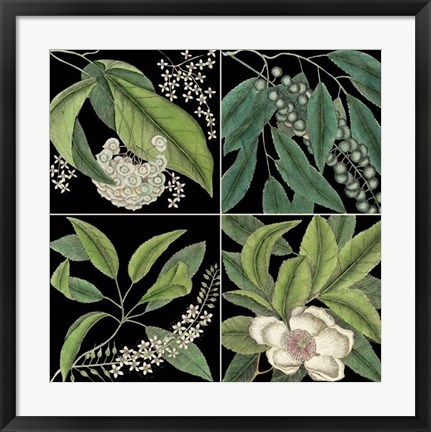 Framed Graphic Botanical Grid I Print