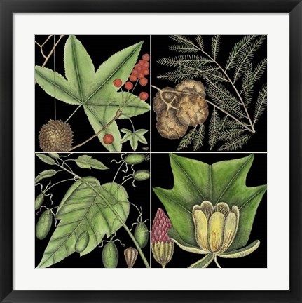 Framed Graphic Botanical Grid III Print